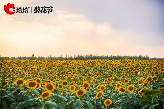 一场溯源之旅，揭开洽洽深耕品质背后的美味密码